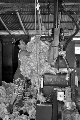 Steam Plains Shearing 022750 © Claire Parks Photography 